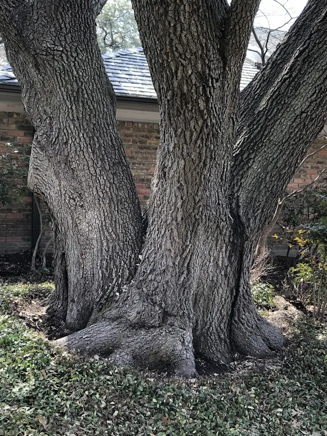 Mature heritage tree close to a Windsor property cared for by certified arborists